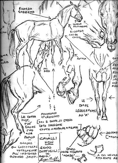 Studio sull'anatomia dei cavalli.