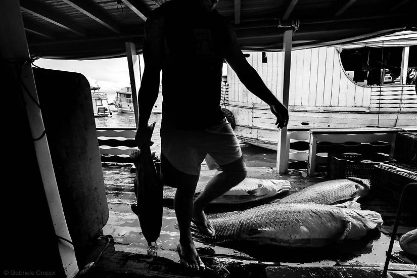 Santarém, Parà, Brasile Pesca del Pirarucù, all'interno di un'imbarcazione