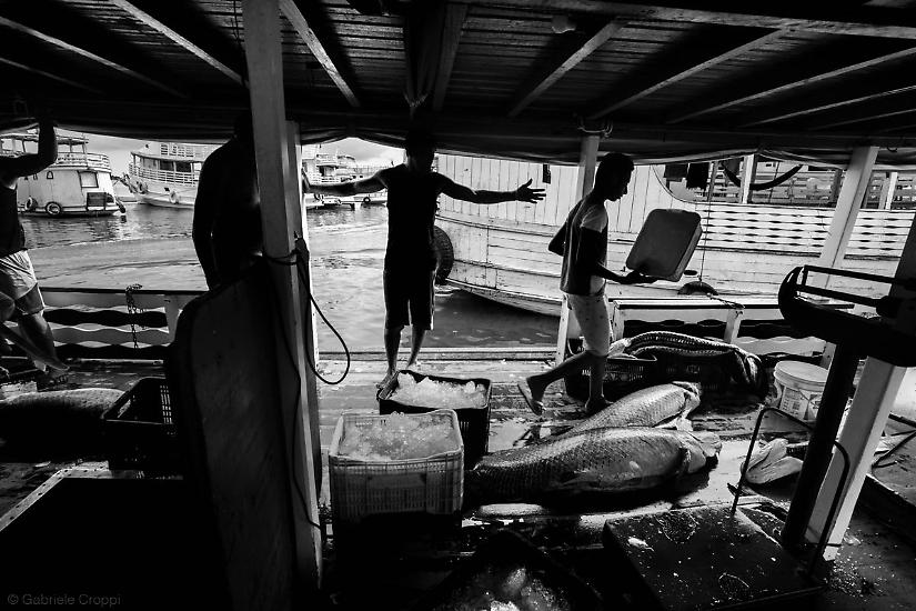 Santarém, Parà, Brasile Pesca del Pirarucù, all'interno di un'imbarcazione