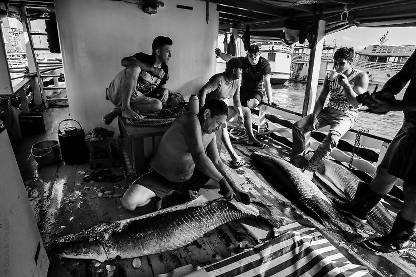 Santarém, Parà, Brasile Pesca del Pirarucù, all'interno di un'imbarcazione