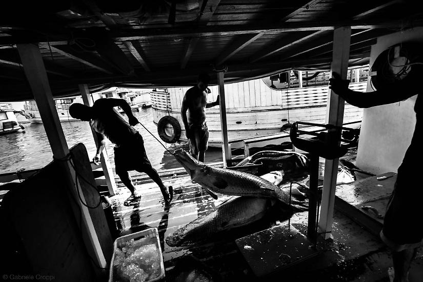 Santarém, Parà, Brasile Pesca del Pirarucù, all'interno di un'imbarcazione
