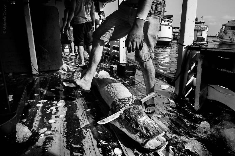 Santarém, Parà, Brasile Pesca del Pirarucù, all'interno di un'imbarcazione