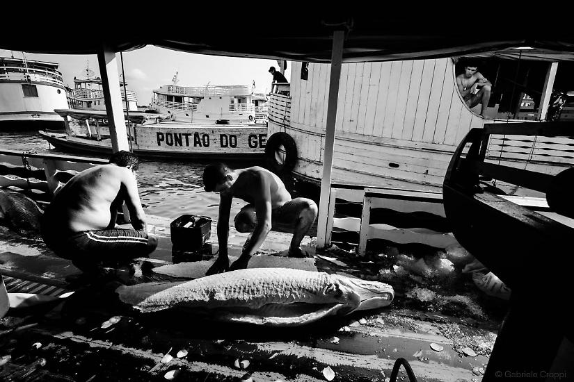 Santarém, Parà, Brasile Pesca del Pirarucù, all'interno di un'imbarcazione