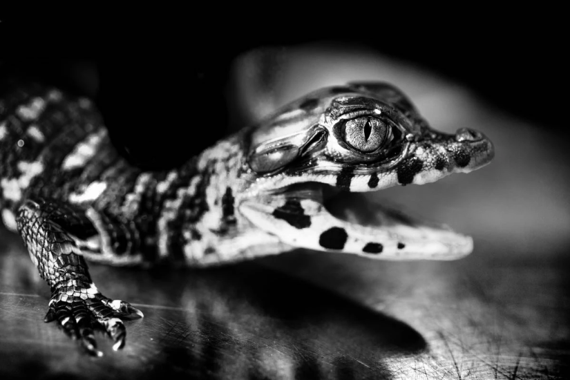 Fotografia di Gabriele Croppi.