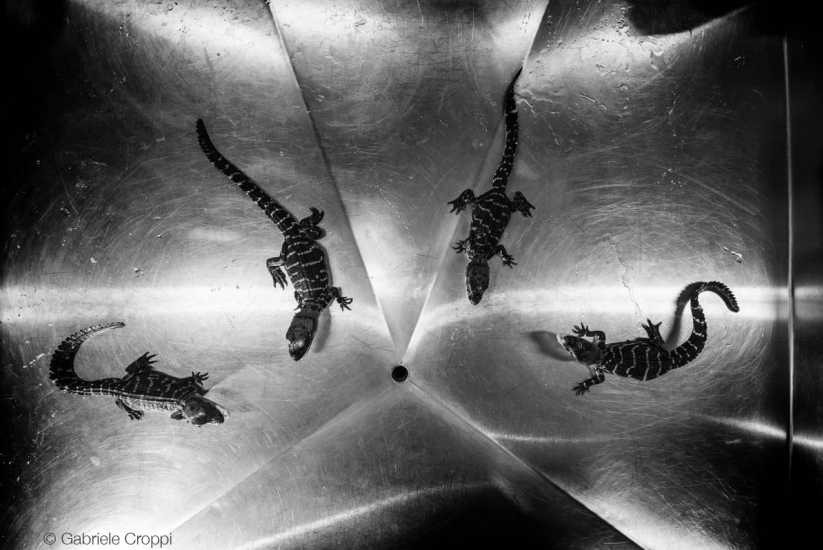 Fotografia di Gabriele Croppi.