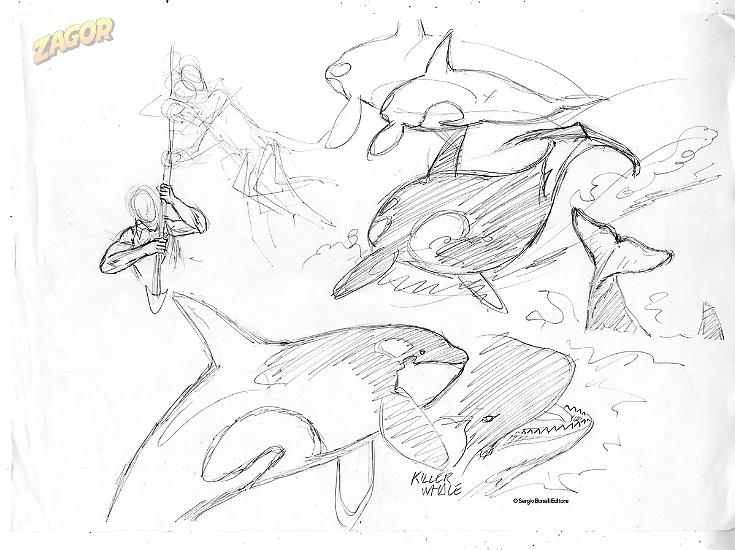 "Orcinus Orca", studio di Roberto Piere.